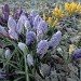 Crocus 050309